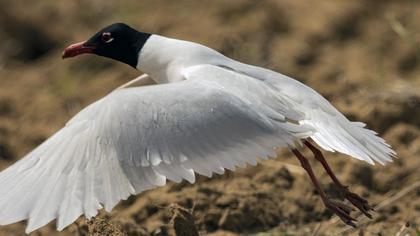 Mediterranean Gull