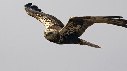 Western Marsh Harrier