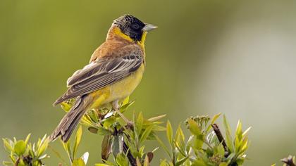 Black-headed Bunting