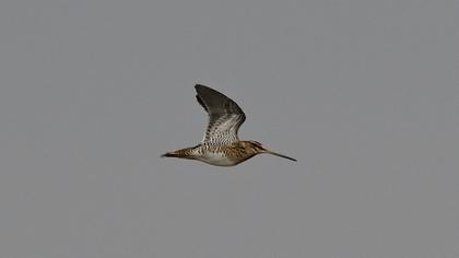 Common Snipe