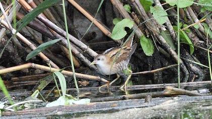 Little Crake
