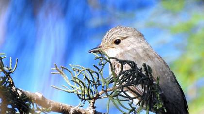 Spotted Flycatcher