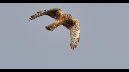 Hen Harrier