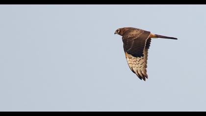 Montagu`s Harrier