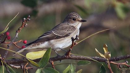 Spotted Flycatcher