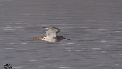 Common Redshank