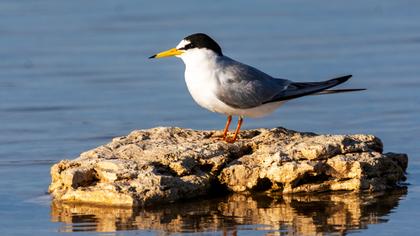Little Tern