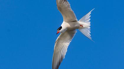Common Tern