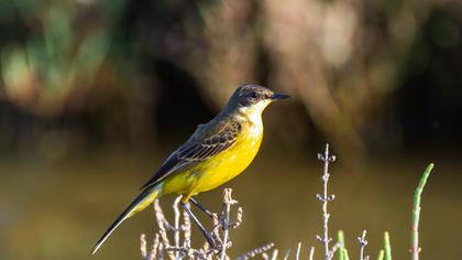 Western Yellow Wagtail