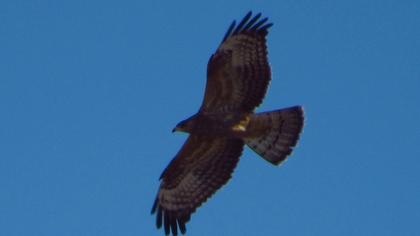 European Honey Buzzard