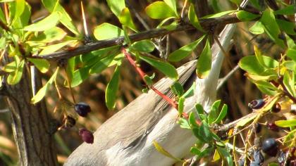 Lesser Whitethroat