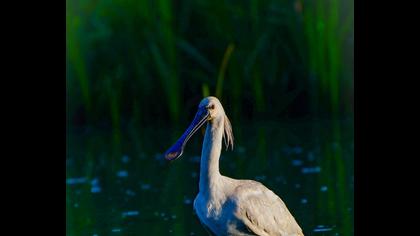 Eurasian Spoonbill