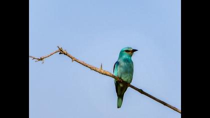 European Roller