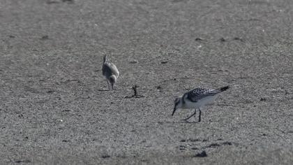 Sanderling