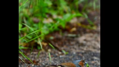 Common Chaffinch