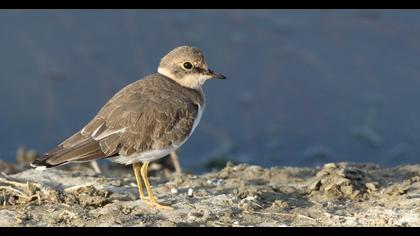 Little Ringed Plover