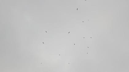 Lesser Spotted Eagle