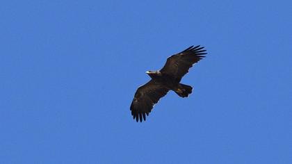 Lesser Spotted Eagle