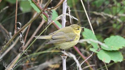 Willow Warbler