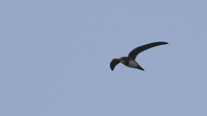Alpine Swift