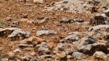 Desert Lark