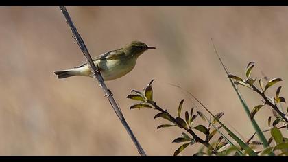 Willow Warbler