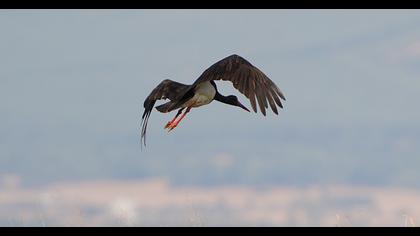 Black Stork