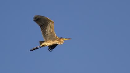 Purple Heron