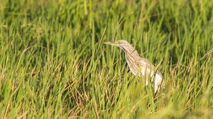 Squacco Heron