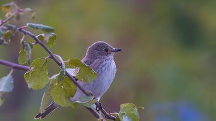 Spotted Flycatcher