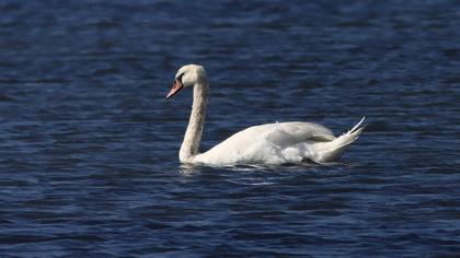 Mute Swan