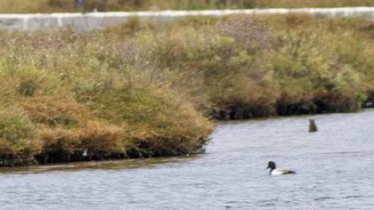 Greater Scaup