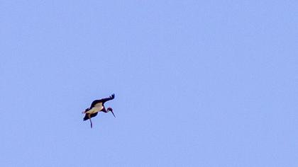 Black Stork