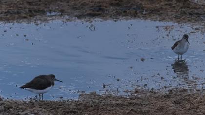 Green Sandpiper