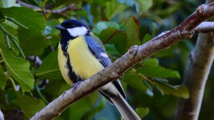 Great Tit