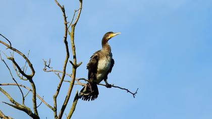 Great Cormorant
