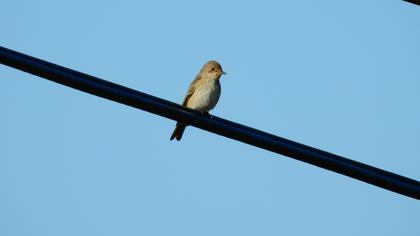 Spotted Flycatcher