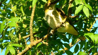 Eurasian Golden Oriole