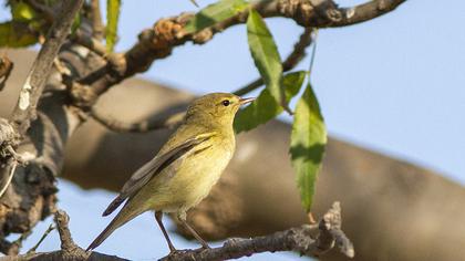 Willow Warbler
