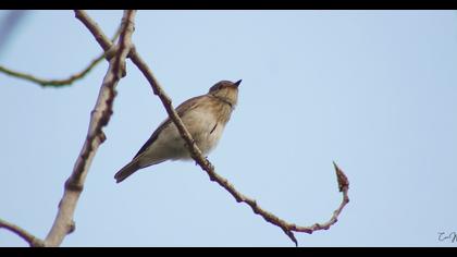Spotted Flycatcher
