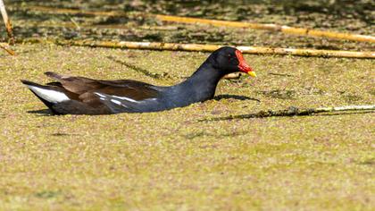 Common Moorhen