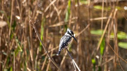 Pied Kingfisher