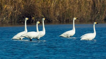 Tundra Swan