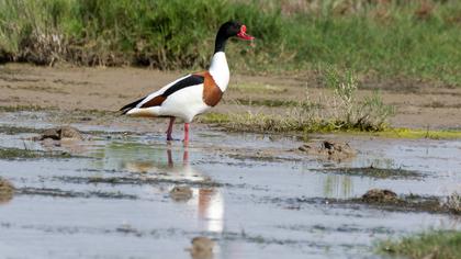 Common Shelduck
