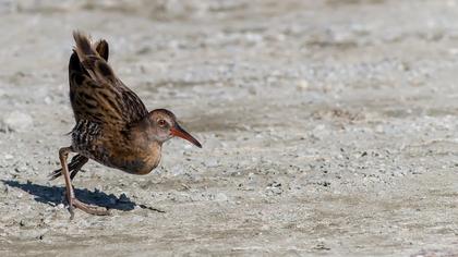 Water Rail