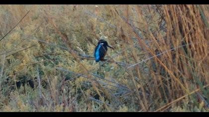 Common Kingfisher