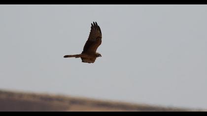 Montagu`s Harrier