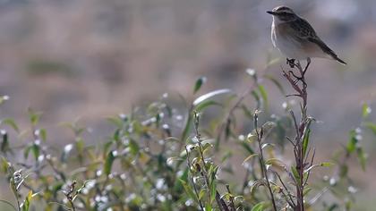 Whinchat