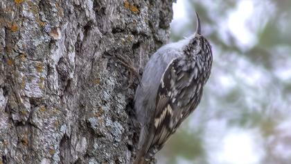 Short-toed Treecreeper