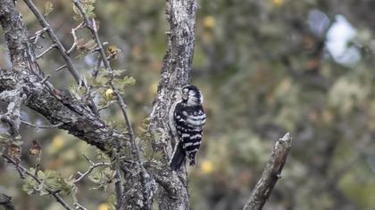 Lesser Spotted Woodpecker
